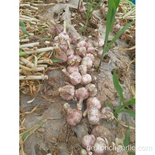 2019 New Crop normaler weißer Knoblauch im Karton